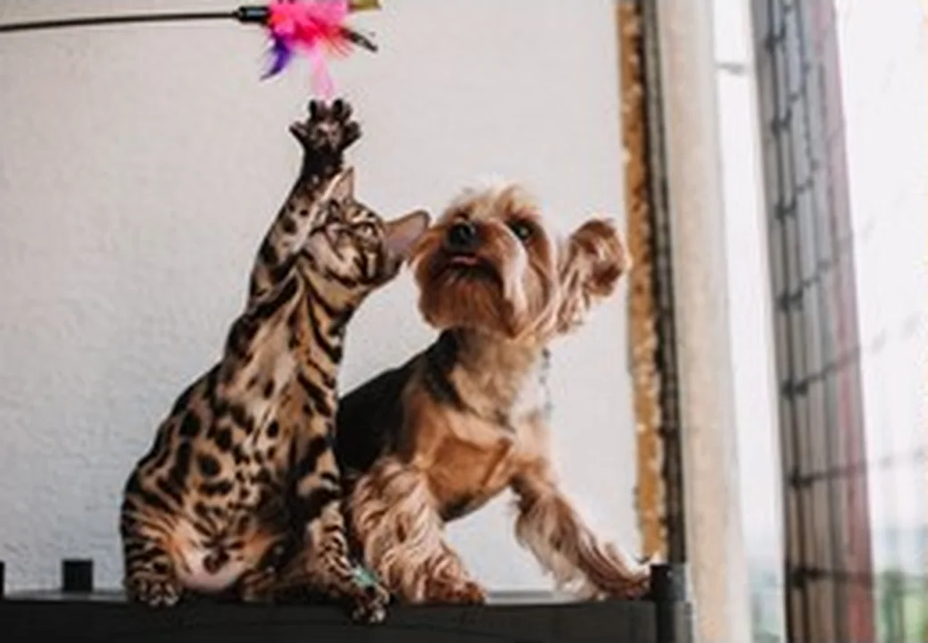 Hund und Katze in einem hellen Wohnraum