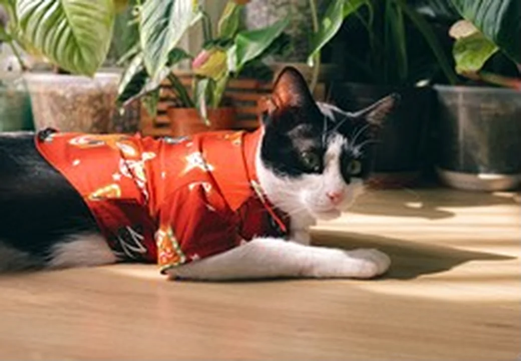 Katze in einer hellen Wohnung mit Pflanzen